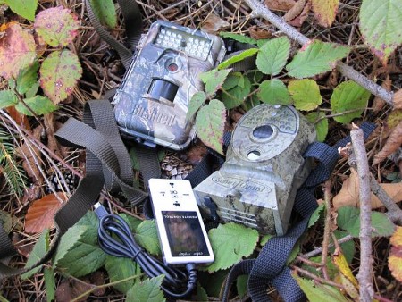 Fatranské medvede pod dohľadom fotopascí